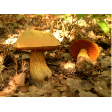 Мицелий Дубовика оливково-бурого (Boletus luridus)